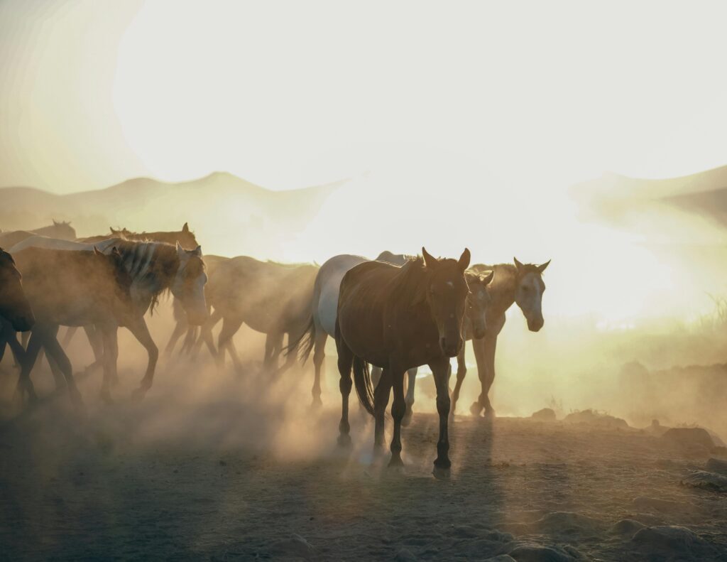 Wild Horses